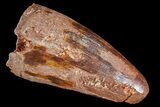Cretaceous Fossil Crocodile Tooth - Morocco #72785-1